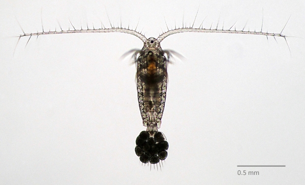 Photo of Leptodiaptomus ashlandi by Ian Gardiner